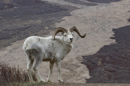 Thinhorn Sheep