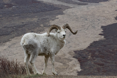 Dall's Sheep photo 5