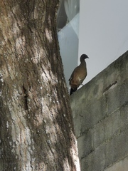 Ortalis vetula