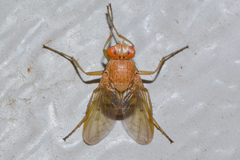 Ormia
