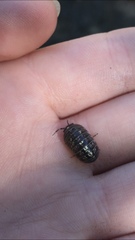 Armadillidium vulgare