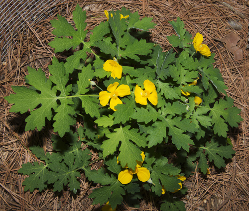 Celandine Poppy