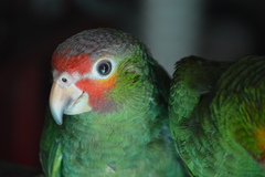 Psittacidae