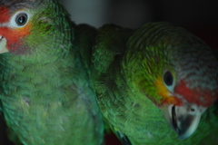 Psittacidae