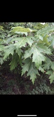 Acer saccharinum