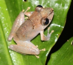 Pristimantis kichwarum