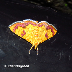 Isocentris filalis