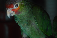 Psittacidae