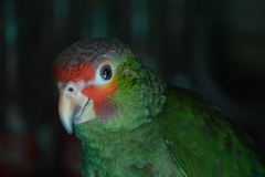 Psittacidae