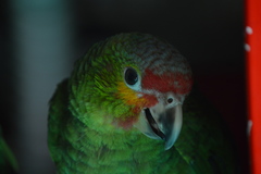 Psittacidae