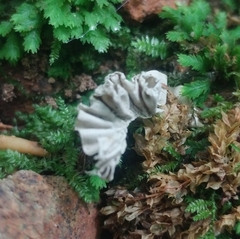 Xylaria flabelliformis