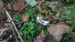 Xylaria flabelliformis