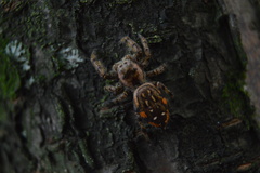 Paraphidippus aurantius