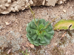 Limonium companyonis