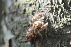 Paraphidippus aurantius