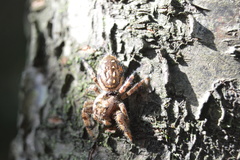 Paraphidippus aurantius