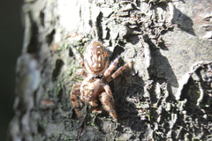 Paraphidippus aurantius