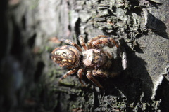 Paraphidippus aurantius