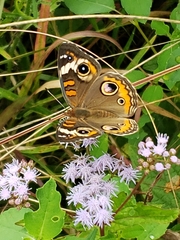 Junonia coenia coenia