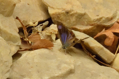 Hypaurotis crysalus citima