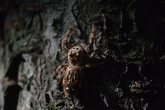 Paraphidippus aurantius