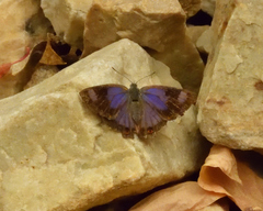 Hypaurotis crysalus citima