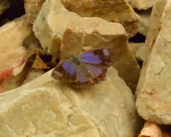 Hypaurotis crysalus citima