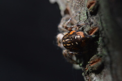 Paraphidippus aurantius