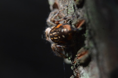 Paraphidippus aurantius