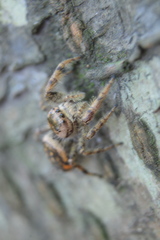 Paraphidippus aurantius
