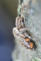 Paraphidippus aurantius