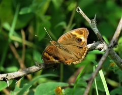 Junonia zonalis