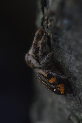 Paraphidippus aurantius