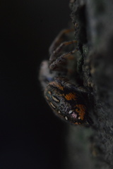 Paraphidippus aurantius