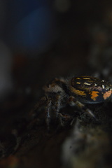Paraphidippus aurantius