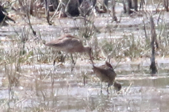 Limosa haemastica