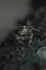 Paraphidippus aurantius