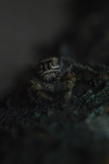 Paraphidippus aurantius