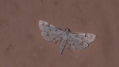 Parapoynx stagnalis
