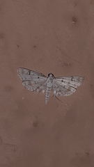 Parapoynx stagnalis