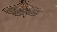 Sameodes