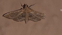 Sameodes