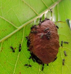 Protopolybia exigua
