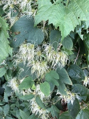 Humulus lupulus