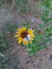 Helianthus laciniatus
