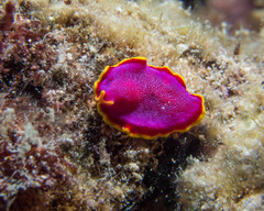 Pseudoceros ferrugineus