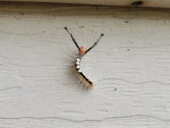 Orgyia leucostigma