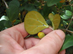 Ficus deltoidea