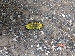 Scopelodes contracta