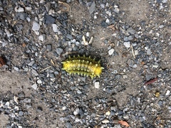 Scopelodes contracta